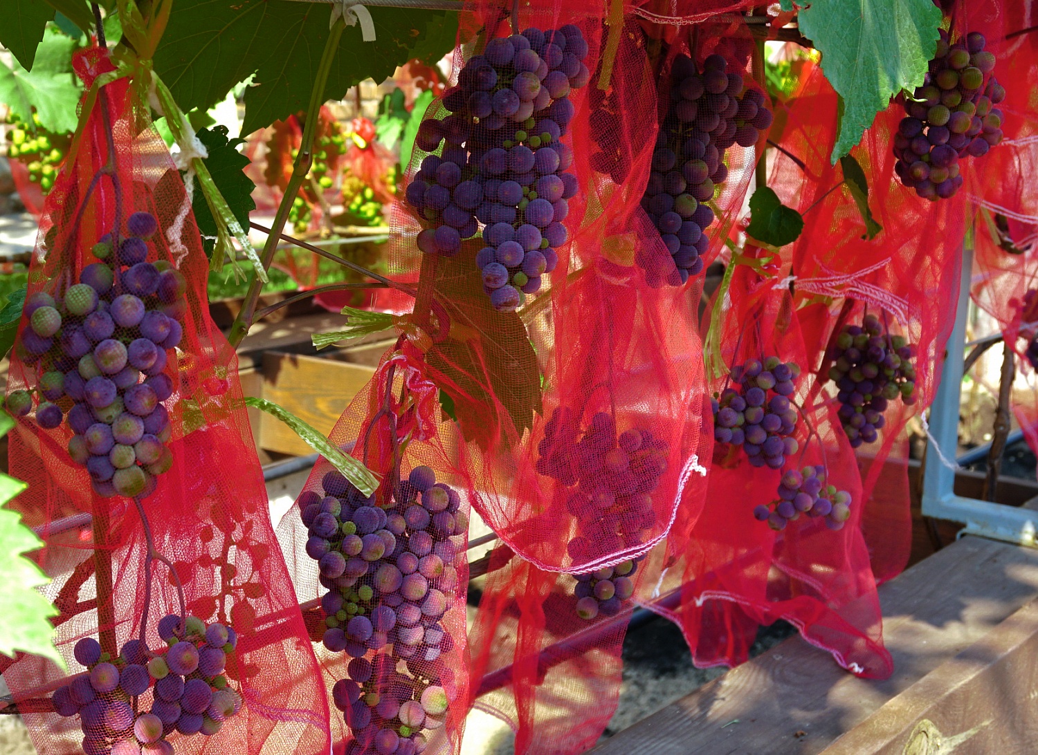 Виноград на территории завода, третий год